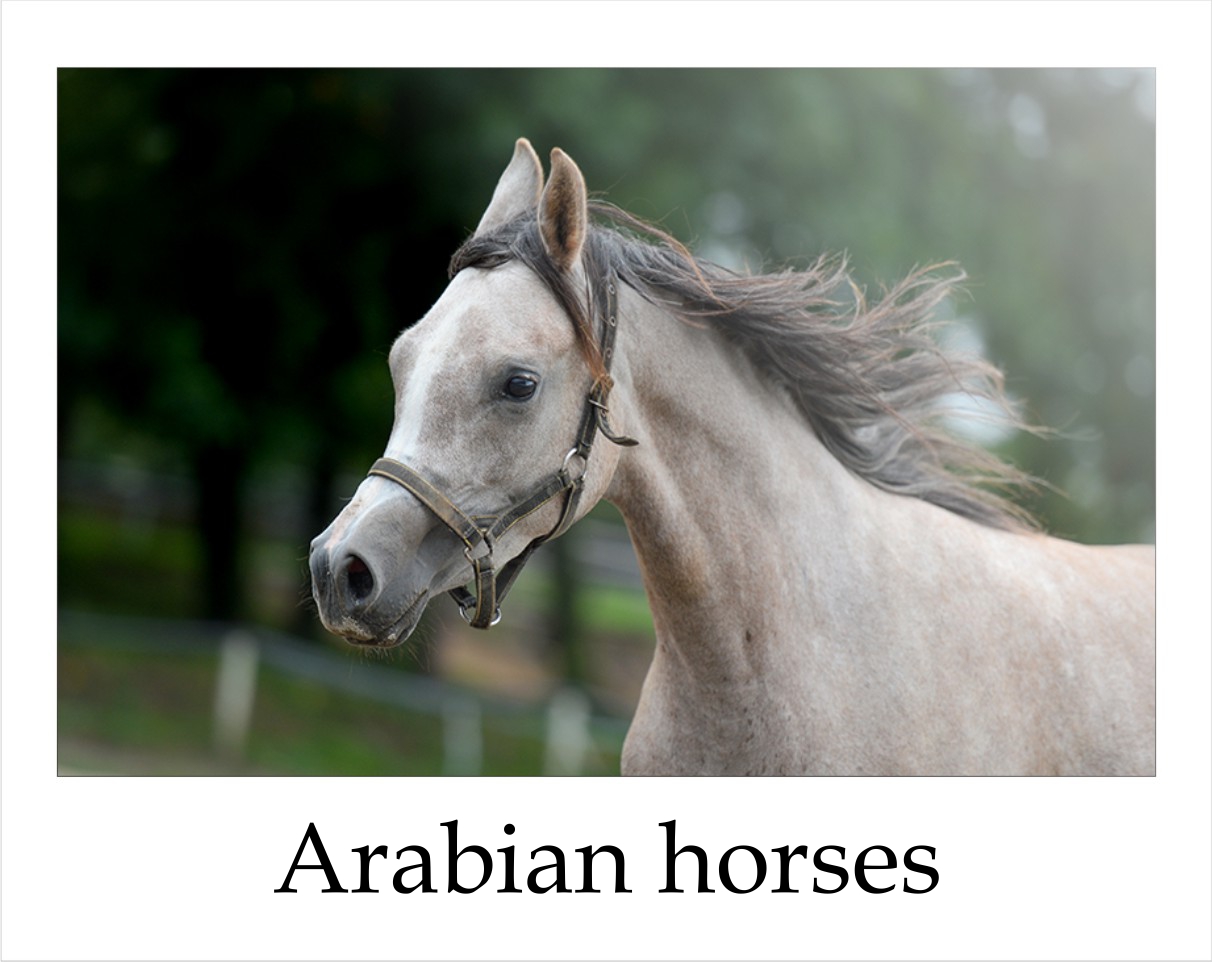 konie arabskie